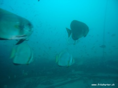 Platax boersii (Goldener Fledermausfisch) und Platax orbicularis (Rundkopffledermausfisch)